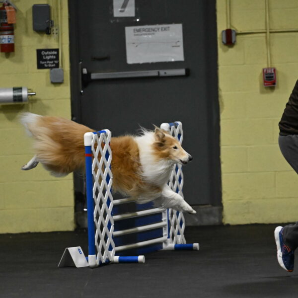 Attie-Schaffer-15108