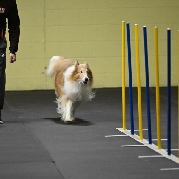 Attie-Schaffer-15110