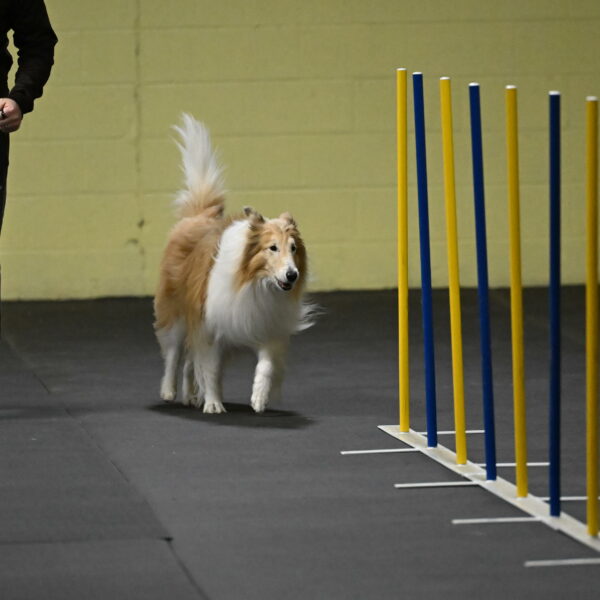 Attie-Schaffer-15112