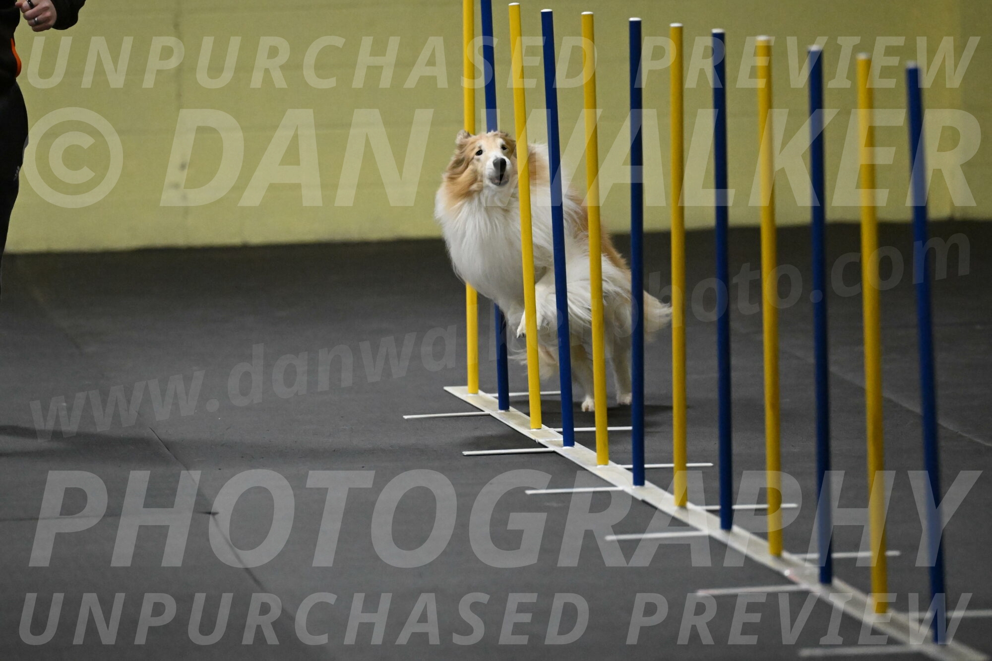 Attie-Schaffer-15117