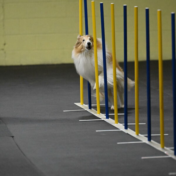 Attie-Schaffer-15117