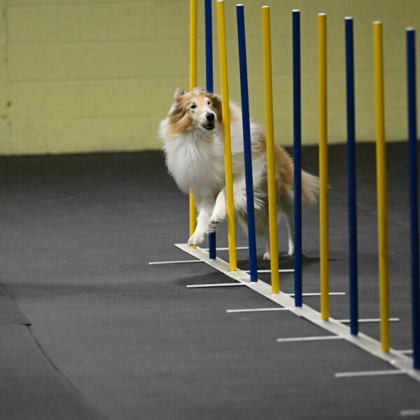 Attie-Schaffer-15118