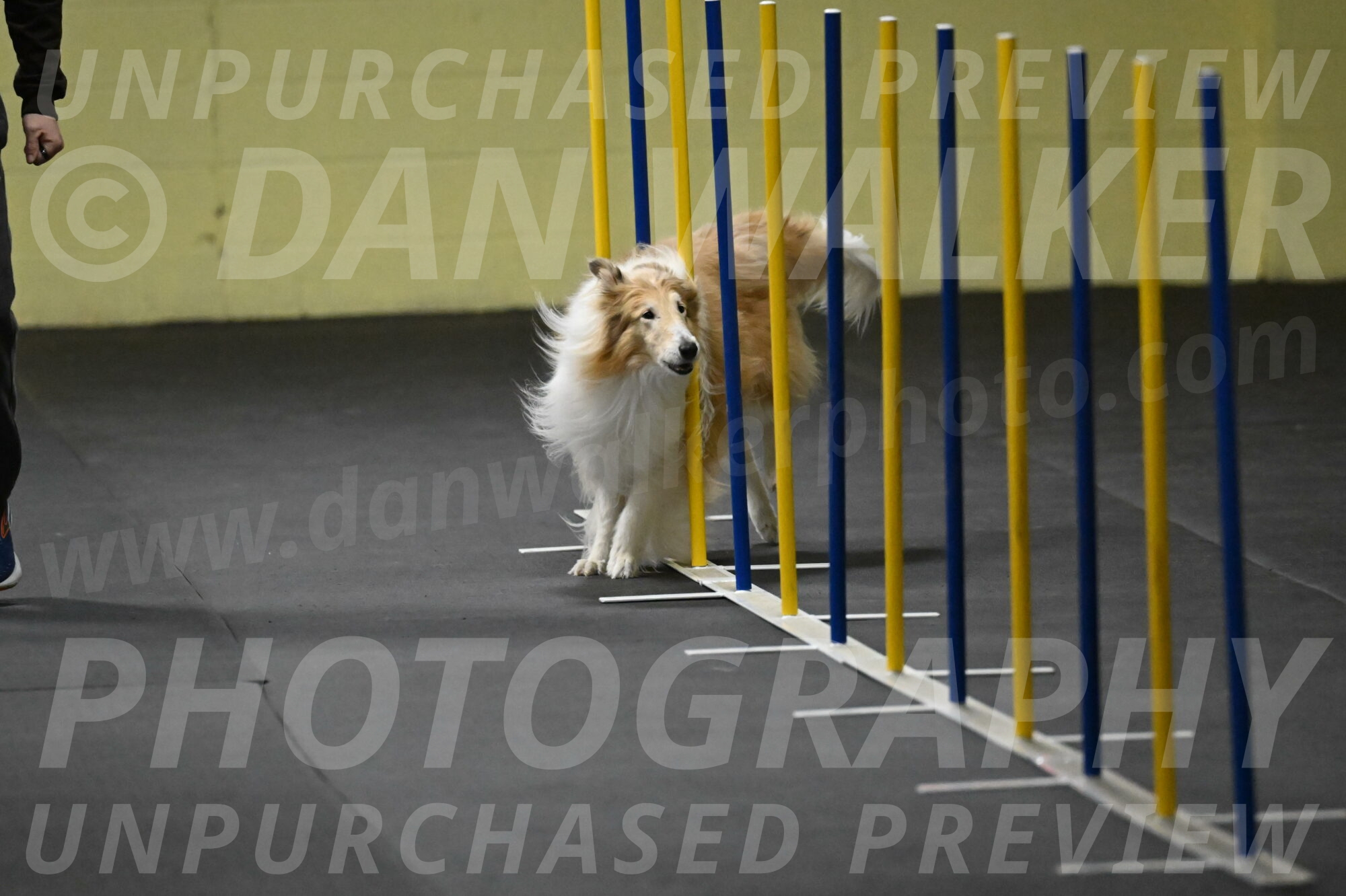 Attie-Schaffer-15119