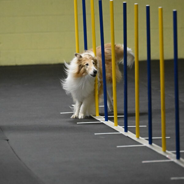 Attie-Schaffer-15119