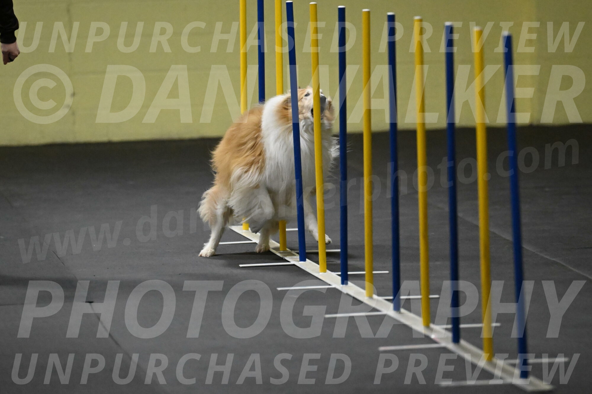 Attie-Schaffer-15121