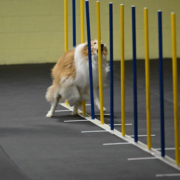 Attie-Schaffer-15121