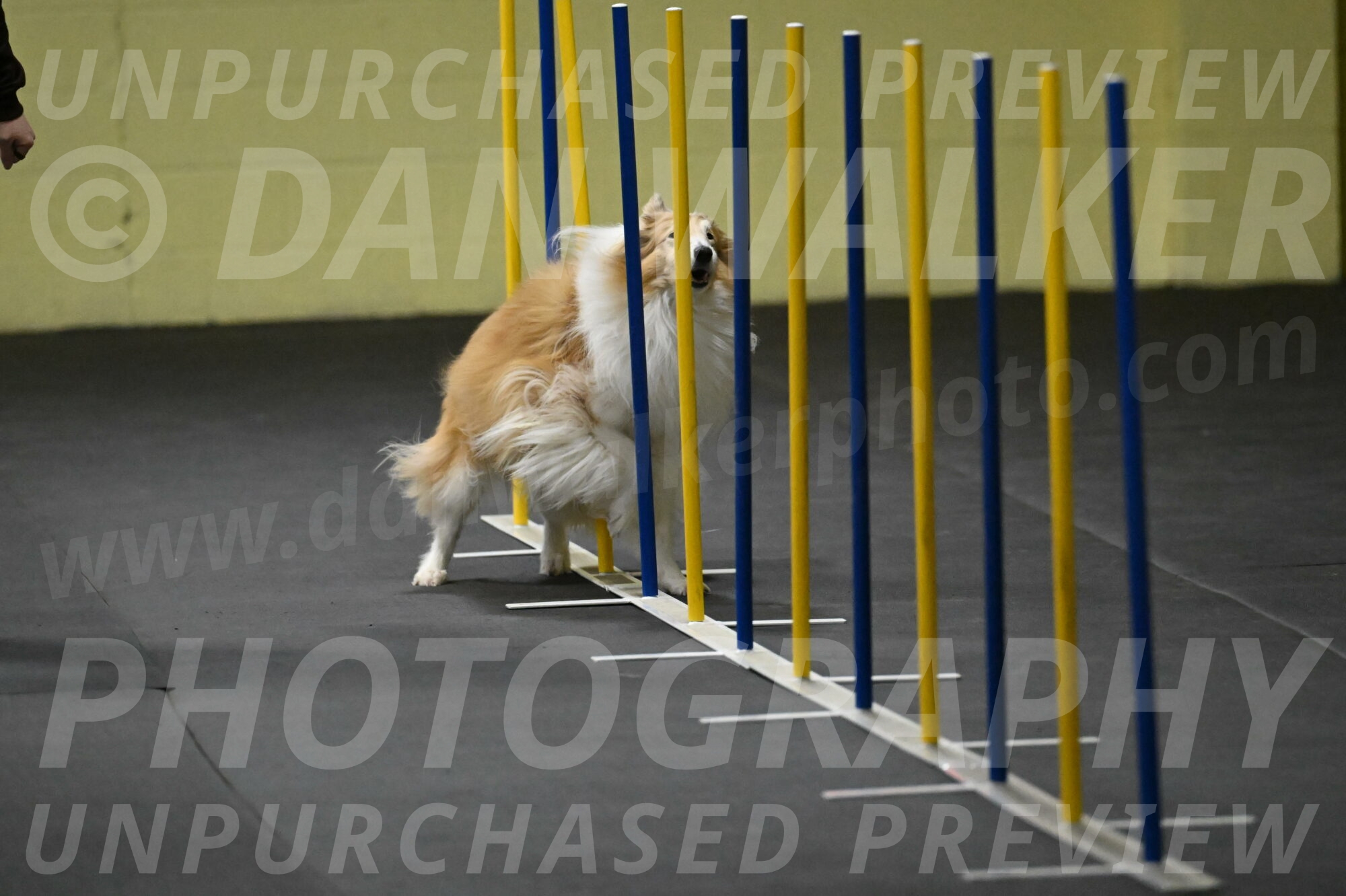 Attie-Schaffer-15122