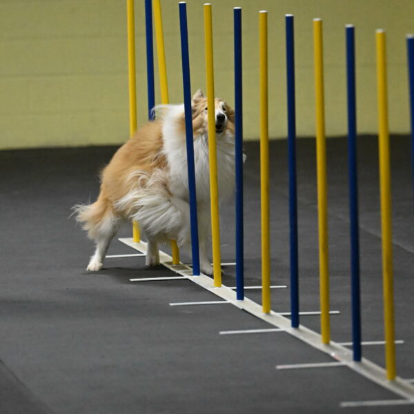 Attie-Schaffer-15122