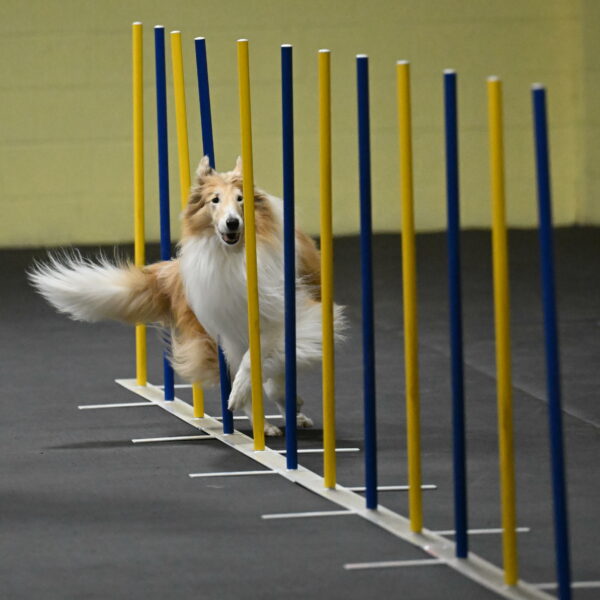 Attie-Schaffer-15125