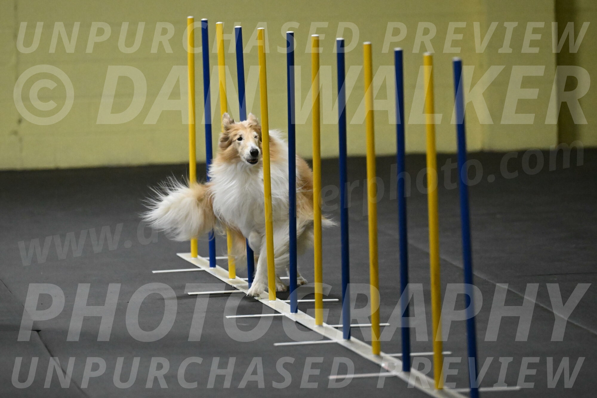 Attie-Schaffer-15126