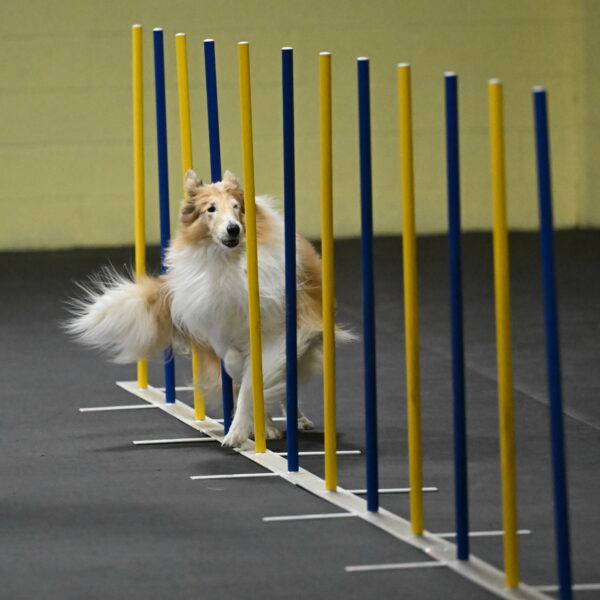 Attie-Schaffer-15126