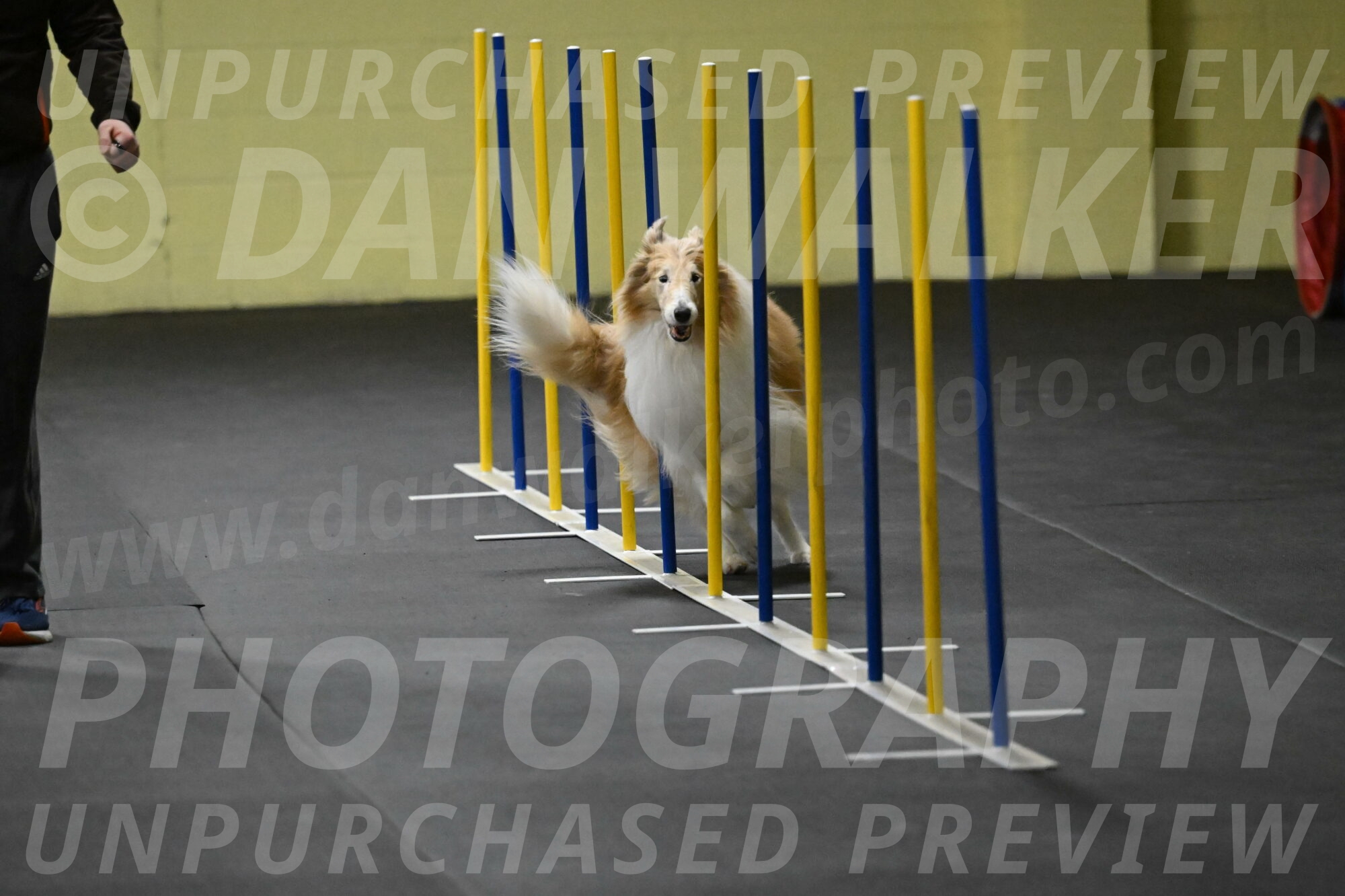 Attie-Schaffer-15133