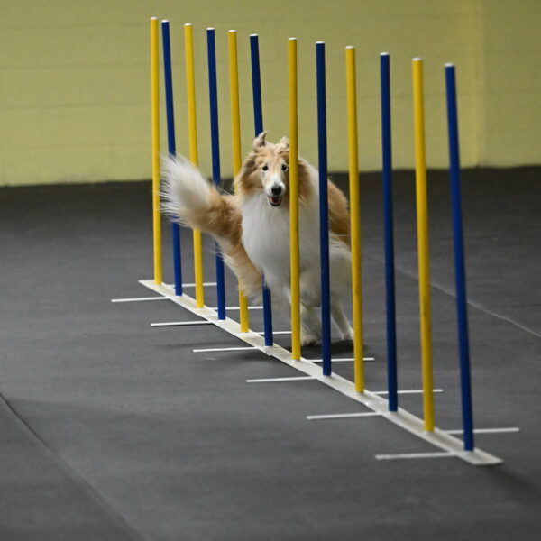 Attie-Schaffer-15133