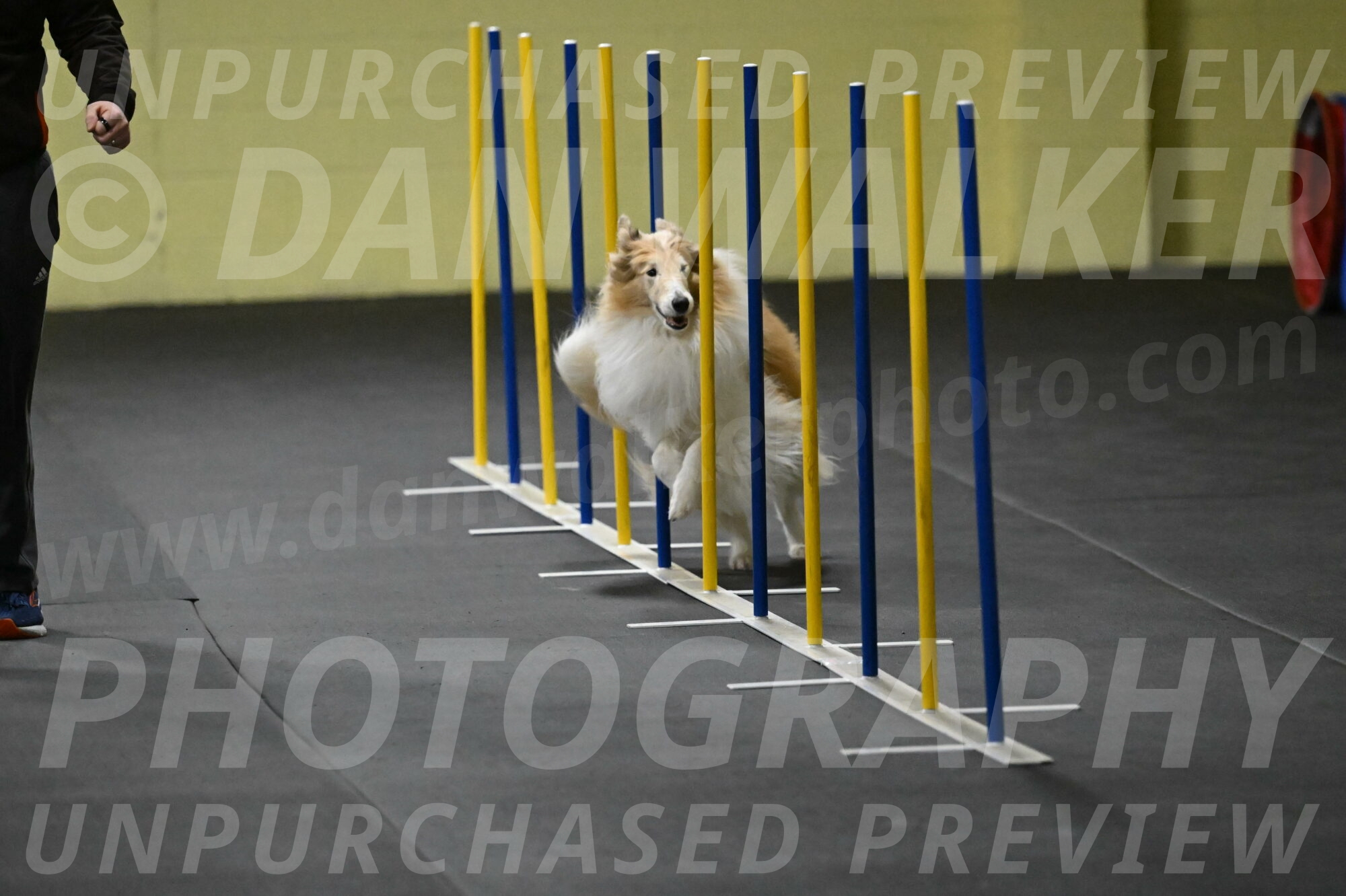 Attie-Schaffer-15134