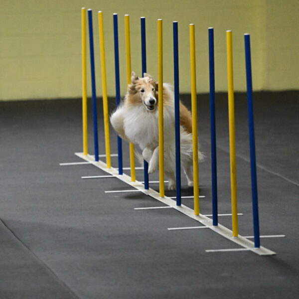 Attie-Schaffer-15134