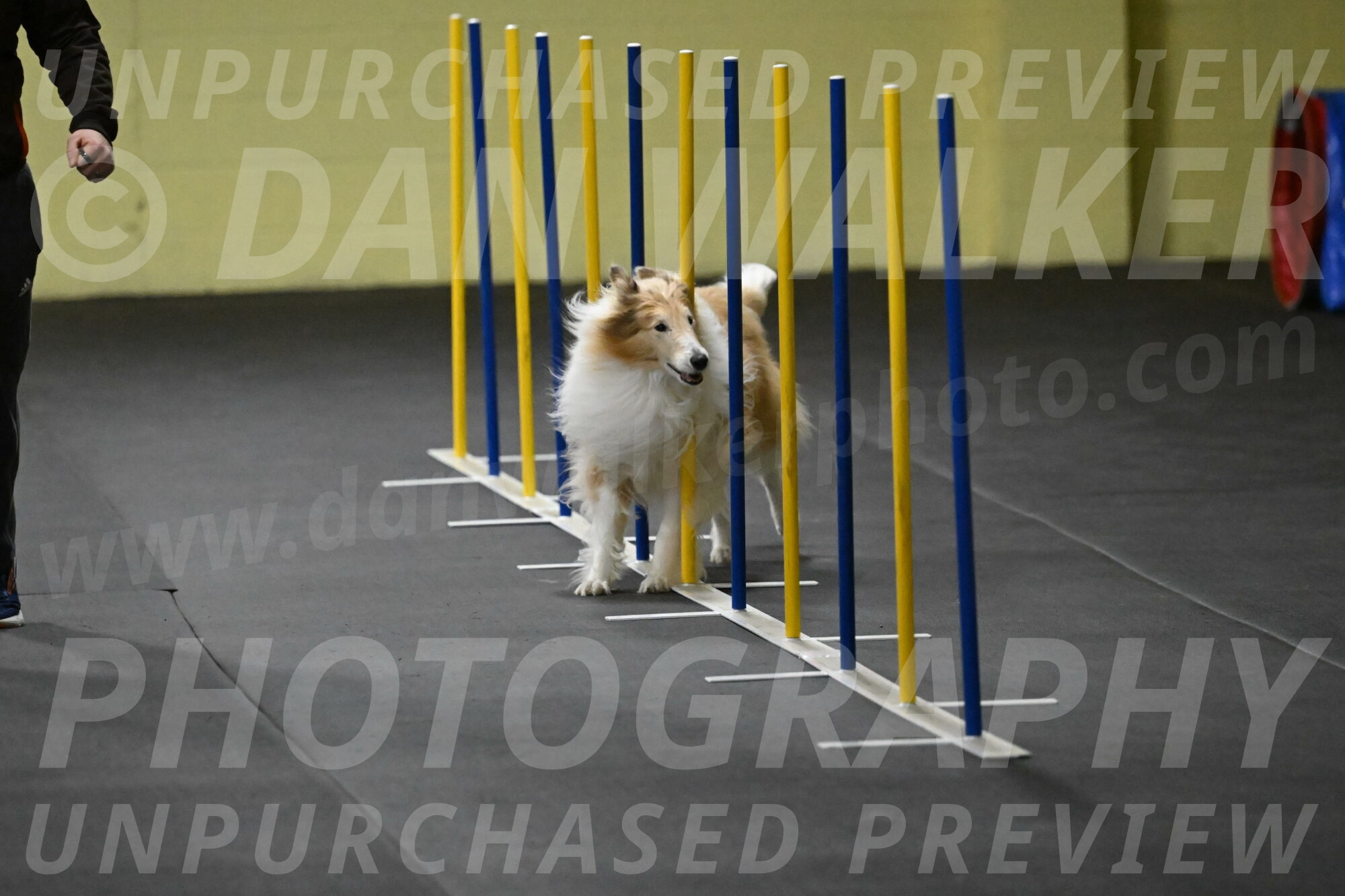 Attie-Schaffer-15135