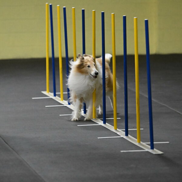 Attie-Schaffer-15135