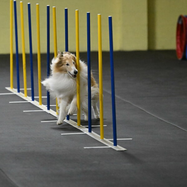 Attie-Schaffer-15142