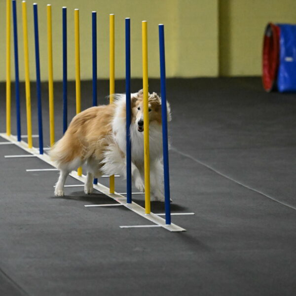 Attie-Schaffer-15147