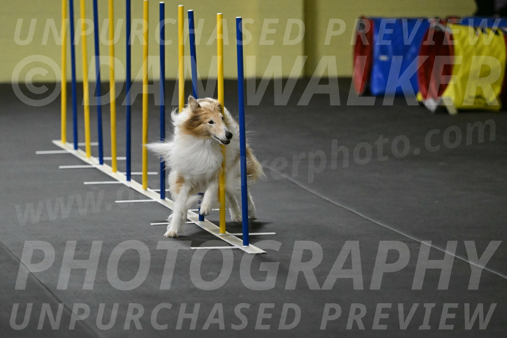 Attie-Schaffer-15151