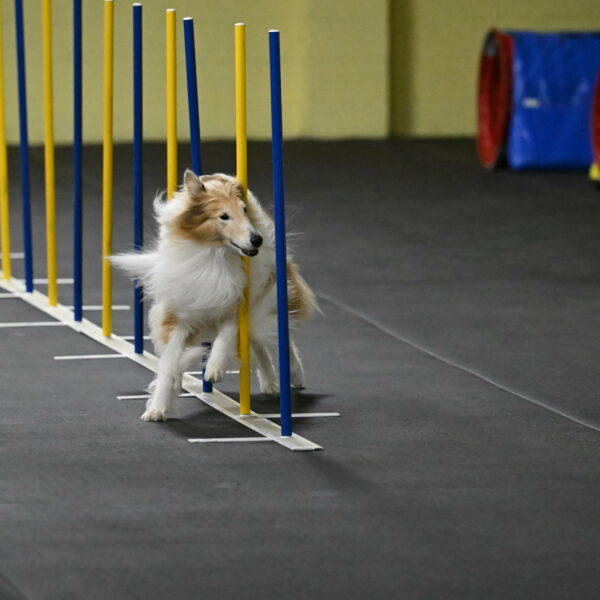 Attie-Schaffer-15151