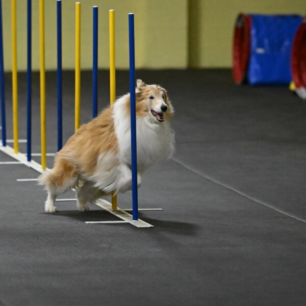 Attie-Schaffer-15154