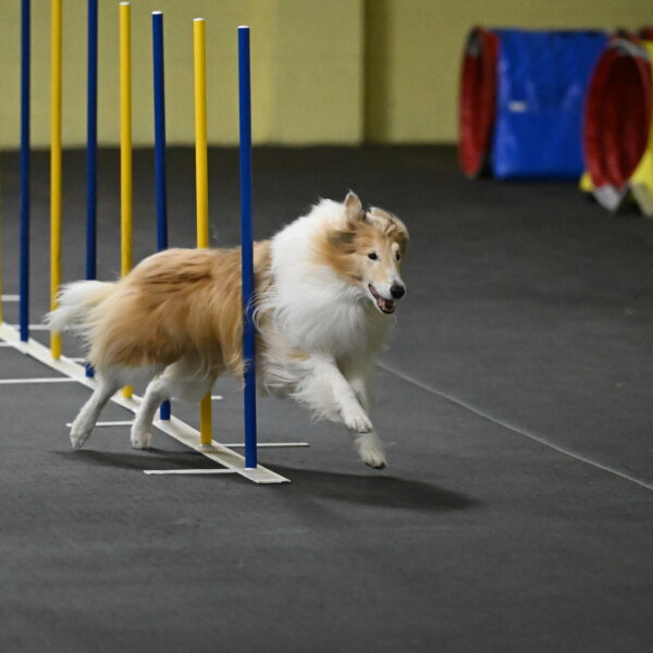 Attie-Schaffer-15155