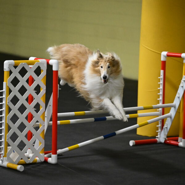 Attie-Schaffer-15161