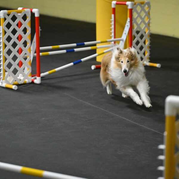 Attie-Schaffer-15162