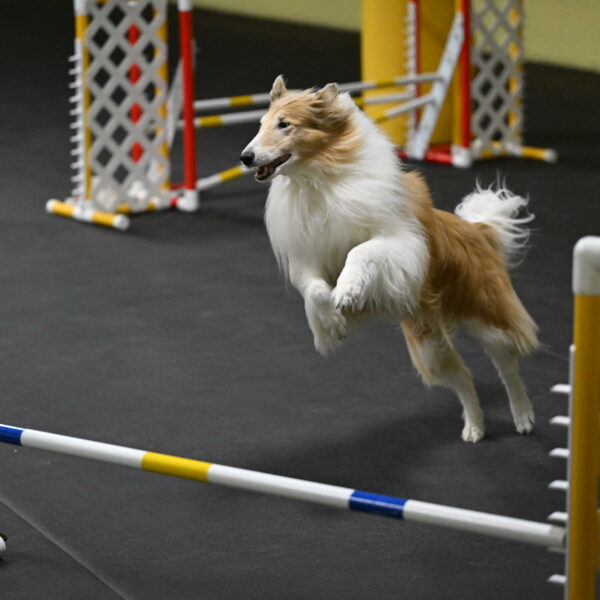 Attie-Schaffer-15166