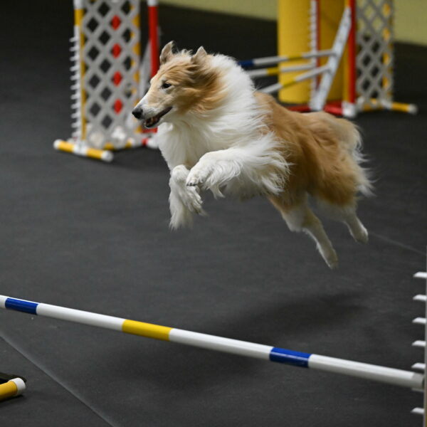 Attie-Schaffer-15167