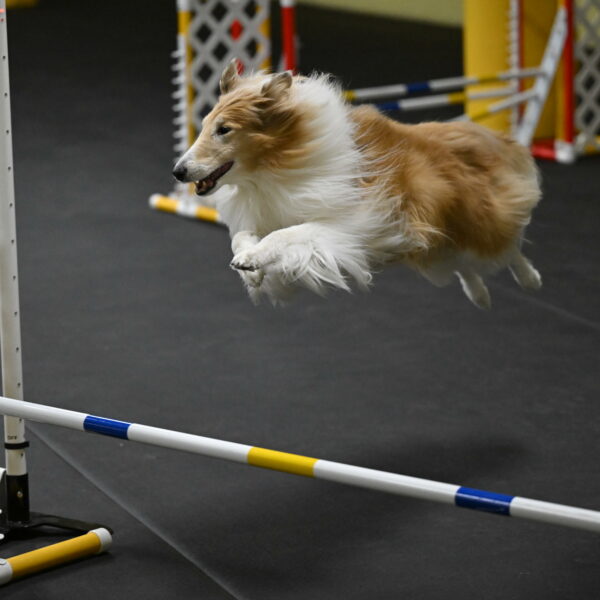 Attie-Schaffer-15168