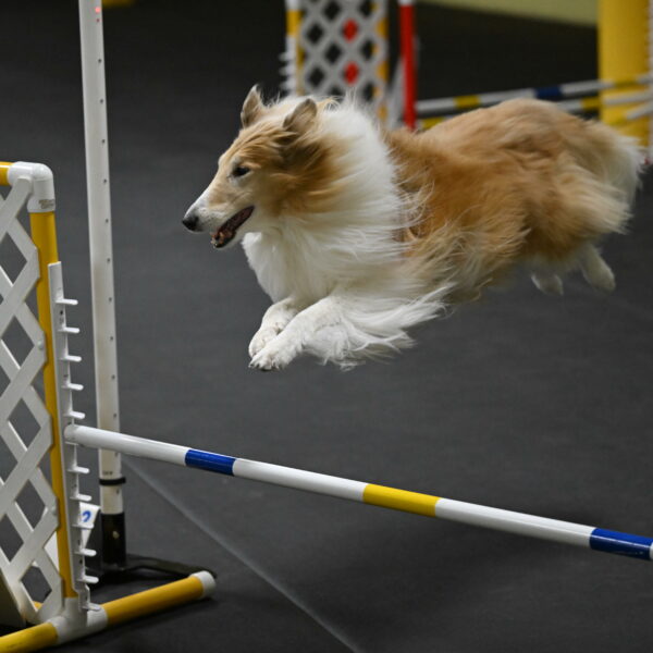 Attie-Schaffer-15169