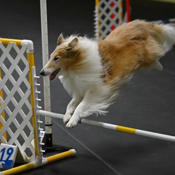 Attie-Schaffer-15170