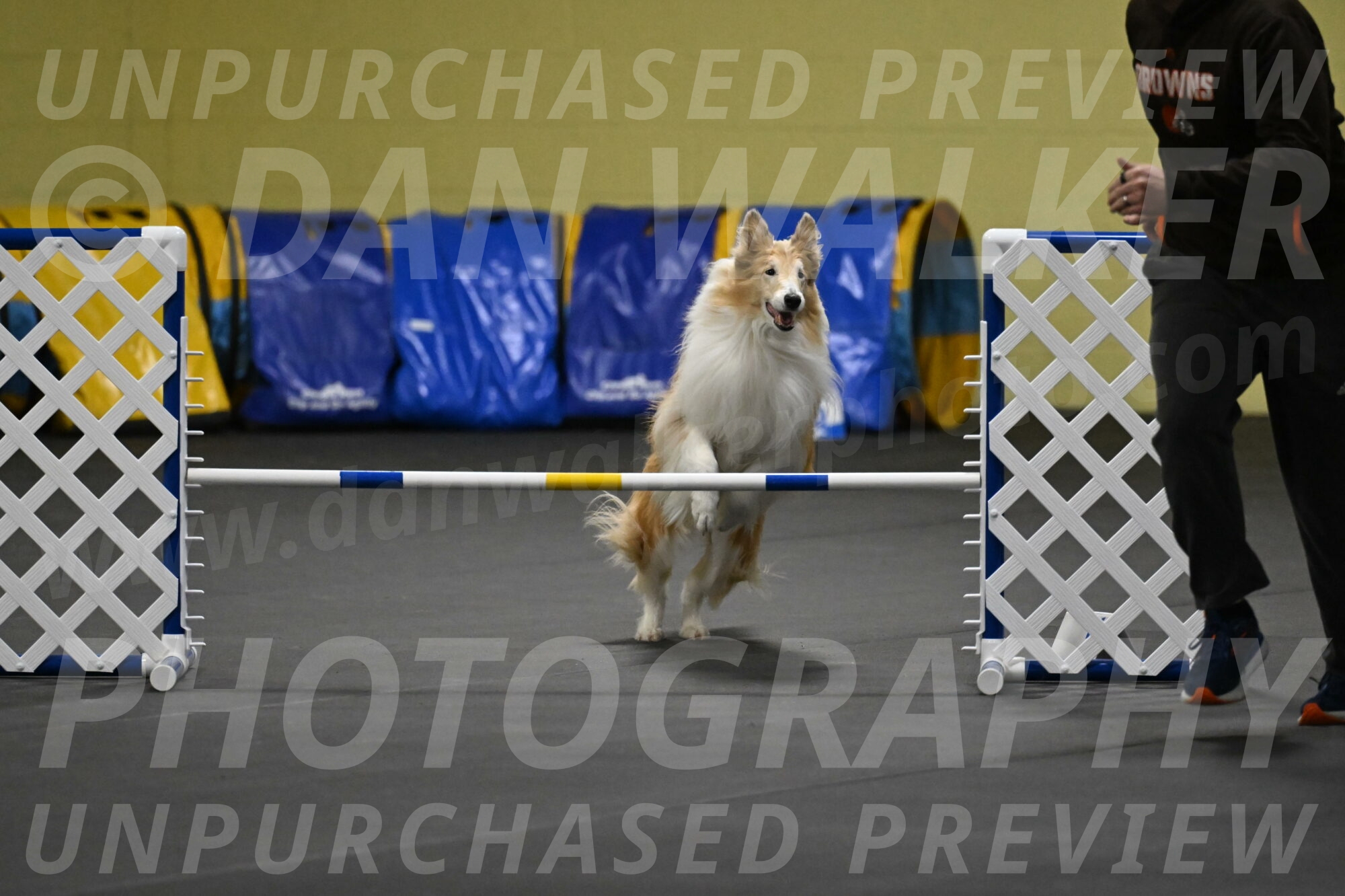 Attie-Schaffer-15171