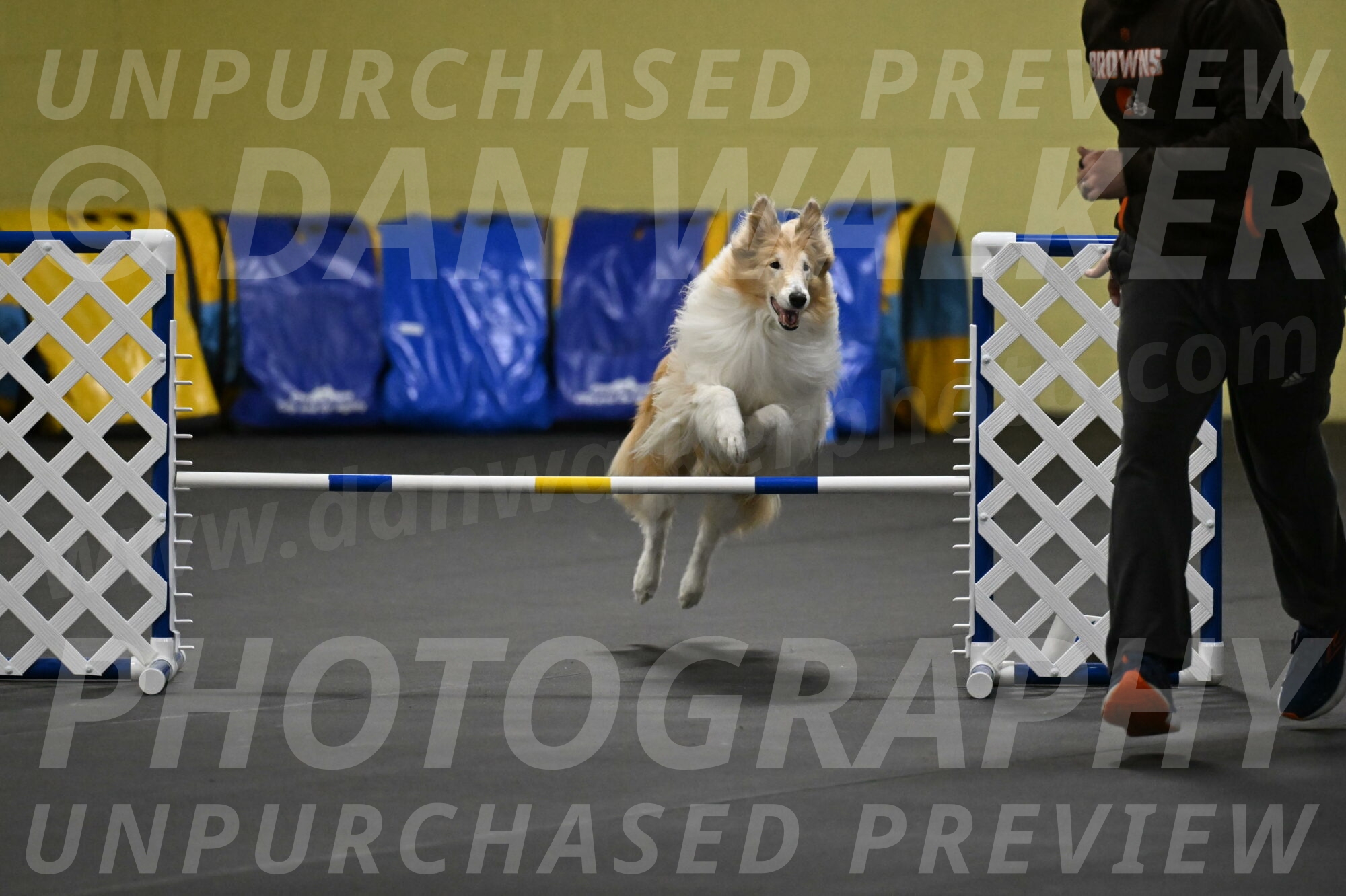 Attie-Schaffer-15172