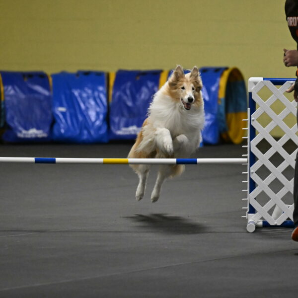 Attie-Schaffer-15172