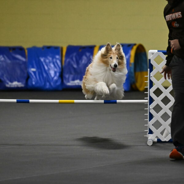 Attie-Schaffer-15173