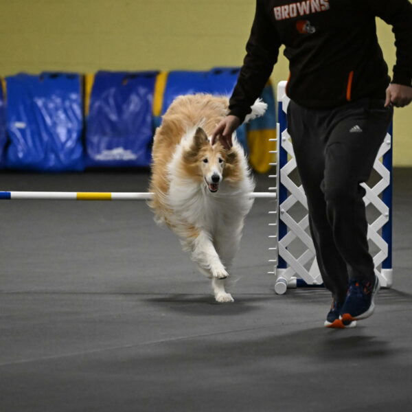 Attie-Schaffer-15176