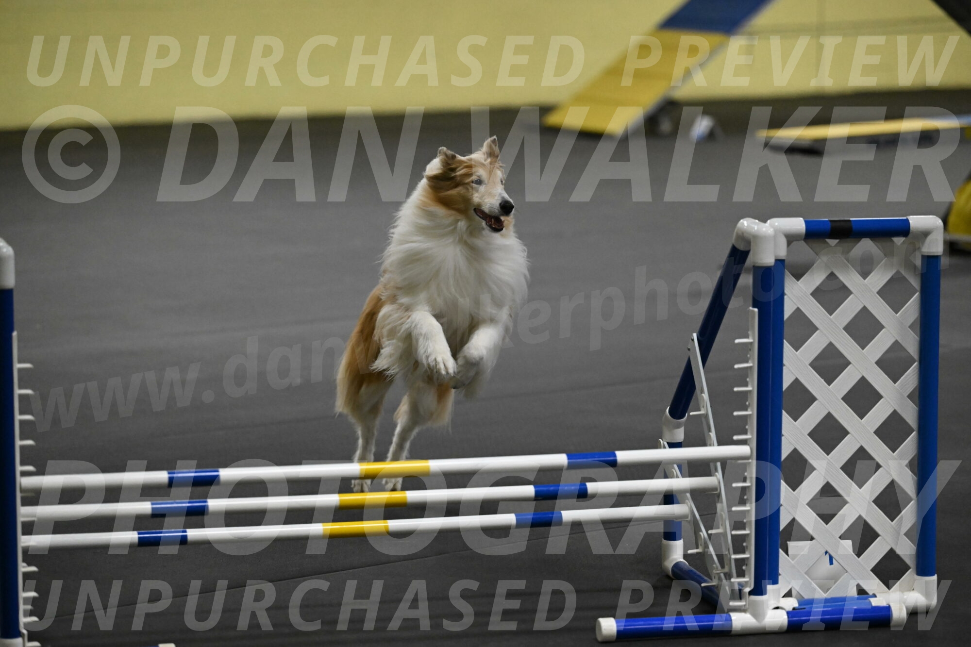 Attie-Schaffer-15189