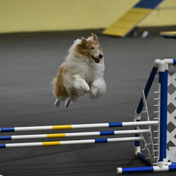 Attie-Schaffer-15190