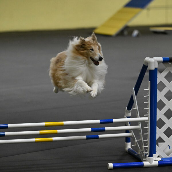 Attie-Schaffer-15191