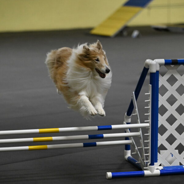 Attie-Schaffer-15192