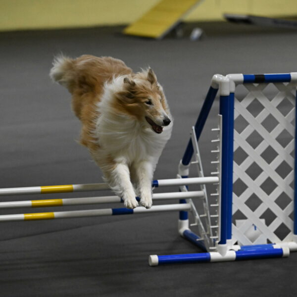 Attie-Schaffer-15193