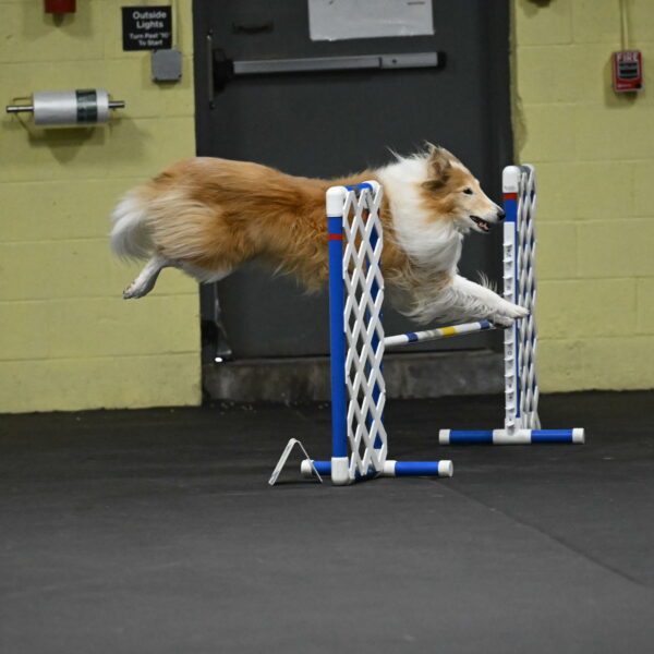 Attie-Schaffer-15198