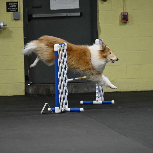 Attie-Schaffer-15199