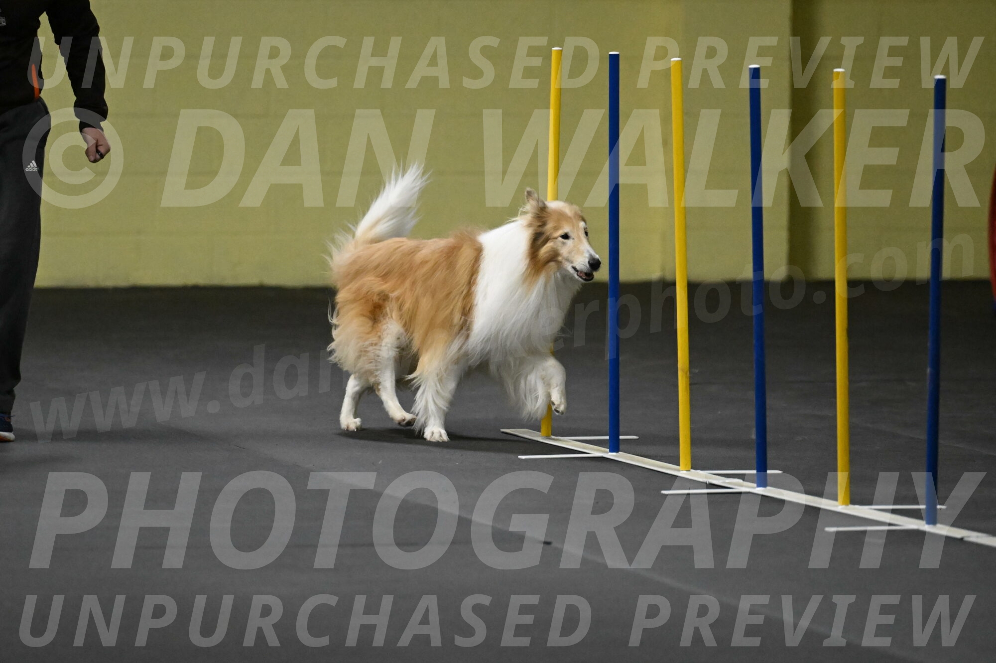 Attie-Schaffer-15200