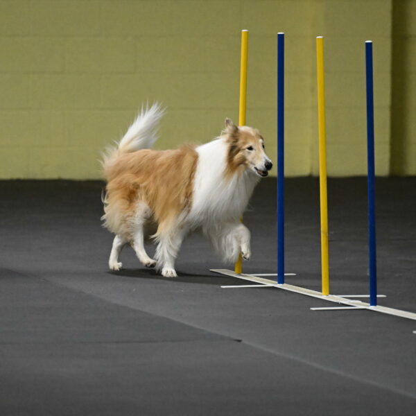 Attie-Schaffer-15200