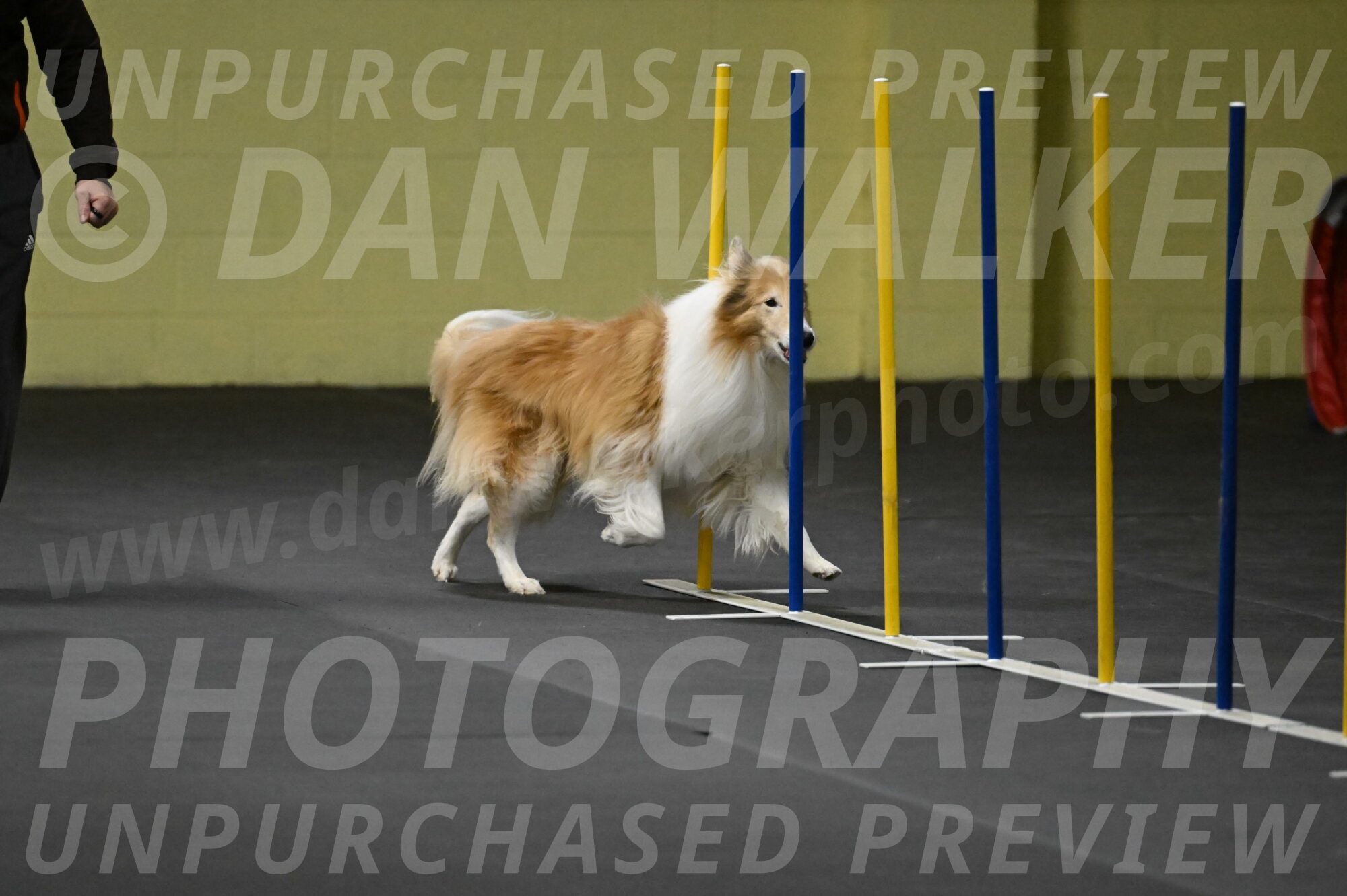 Attie-Schaffer-15201