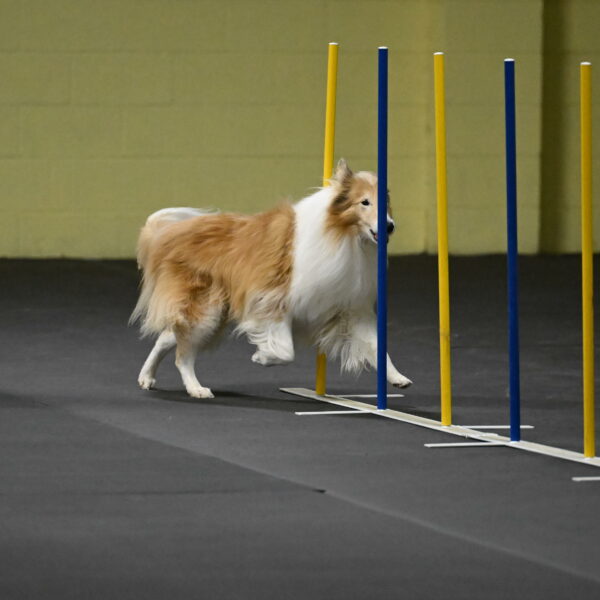 Attie-Schaffer-15201